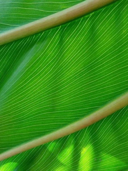 Close Uma Folha Verde Brilhante Com Luz Que Vem Através — Fotografia de Stock