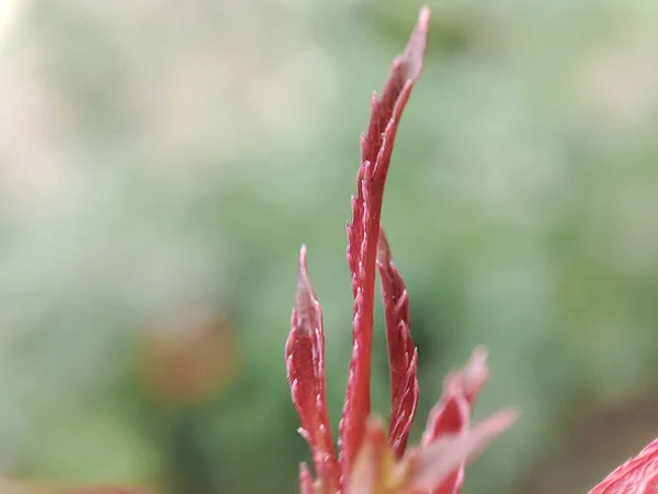 Μια Κοντινή Άποψη Των Κόκκινων Φύλλων Του Φυτού Που Αναπτύσσονται — Φωτογραφία Αρχείου