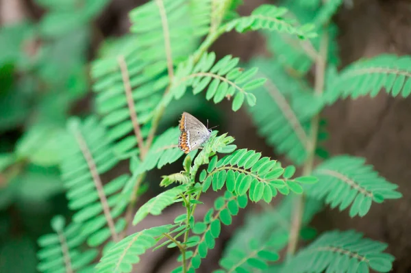 Krásný Motýl Zelené Rostlině Lese — Stock fotografie