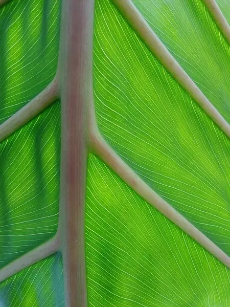 Egy Zöldellő Levél Közelsége Amin Átszűrődik Fény — Stock Fotó