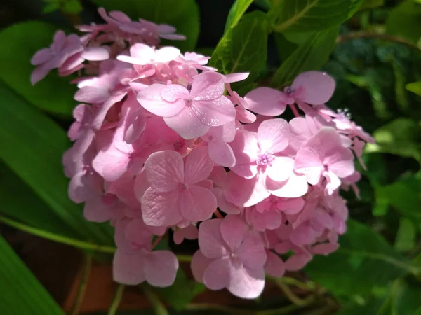 Tiro Foco Seletivo Plantas Floridas Rosa Hortensia Crescendo Jardim — Fotografia de Stock