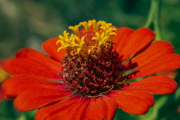 Fényes Narancssárga Virág Homályos Háttérrel — Stock Fotó