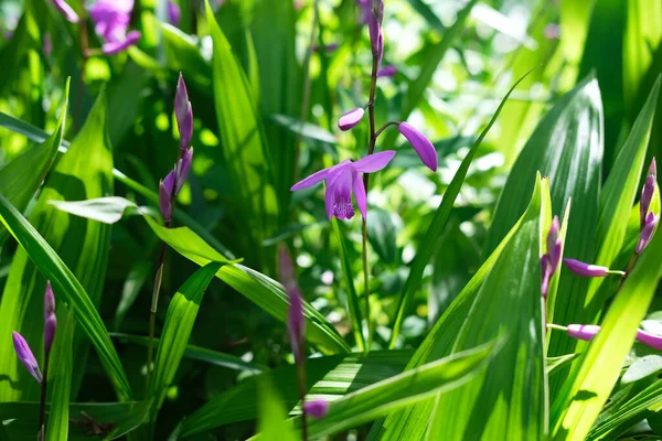 Ein Schöner Schuss Blühender Lila Hyazinthen Orchideenblumen — Stockfoto
