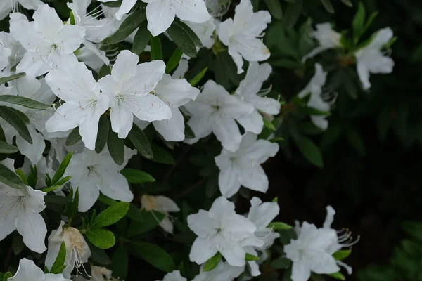 Primer Plano Flores Blancas Rhododendron Florecientes — Foto de Stock