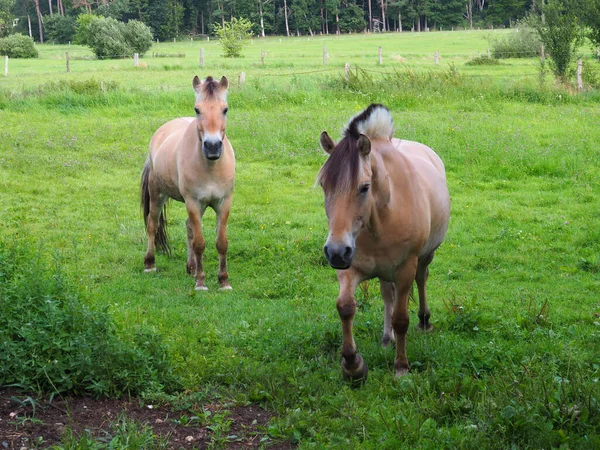 Two Norwegian Fjord Horses Stand Parallel Pasture Looking Same Direction — Stock Photo, Image