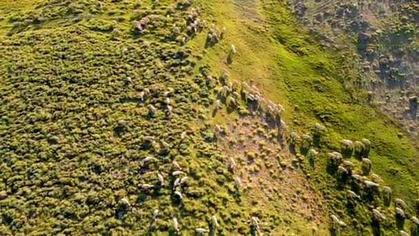 Εναέρια Άποψη Του Ποιμνίου Πρόβατα Βόσκηση Στην Καταπράσινη Κοιλάδα Την — Αρχείο Βίντεο