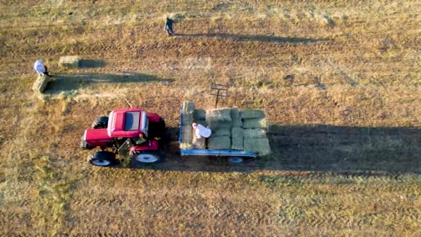 Combinare Mietitrebbia Lavorando Sul Campo — Video Stock