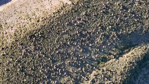 Pemandangan Udara Kawanan Domba Merumput Lembah Hijau Pada Hari Yang — Stok Video