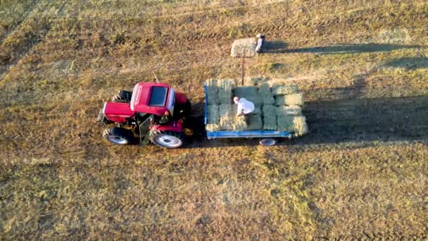 Combinar Colheitadeira Trabalhando Campo — Vídeo de Stock