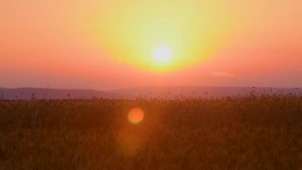 Pintoresca Vista Espiguillas Balanceándose Viento Prado Contra Cielo Atardecer — Vídeo de stock