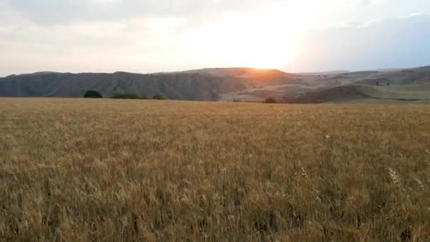 Malerischer Blick Auf Wind Schwankende Ähren Auf Der Wiese Gegen — Stockvideo