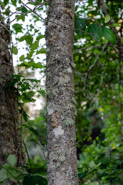 Egy Függőleges Lövés Egy Texturált Fatörzsről Erdőben — Stock Fotó