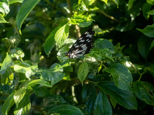 在阳光下 在绿叶上挂着一只叫西汀娜 帕瑞西的警笛蝴蝶的特写镜头 — 图库照片
