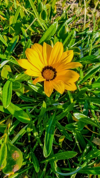 Parlak Sarı Bir Gazania Çiçeğinin Yakın Çekimi — Stok fotoğraf
