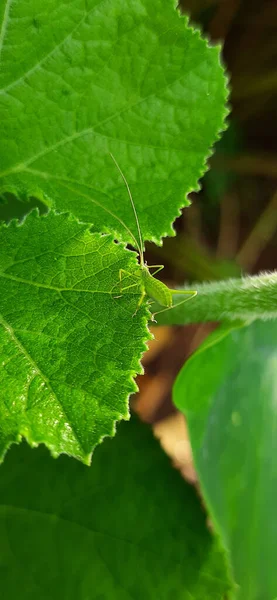 Grillo Verde Sobre Una Hoja Verde — Foto de Stock