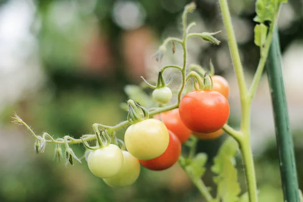 Primer Plano Cultivo Tomates Verdes Rojos Jardín —  Fotos de Stock