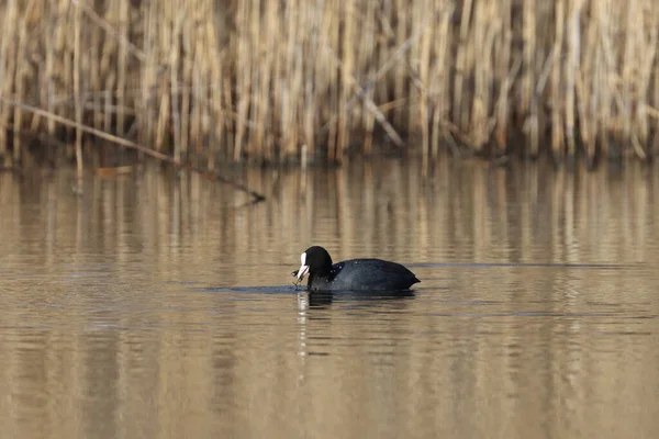 Une Foulque Eurasienne Nageant Dans Lac — Photo