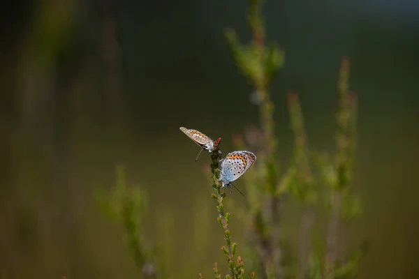 Gros Plan Deux Papillons Monarques Sur Une Plante — Photo