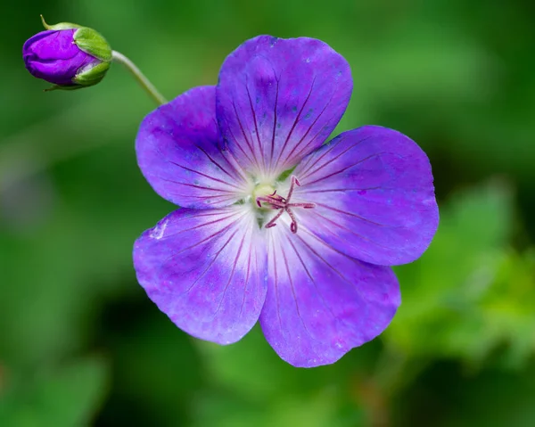 Tiro Close Uma Flor Madeira Roxa Cranesbill — Fotografia de Stock