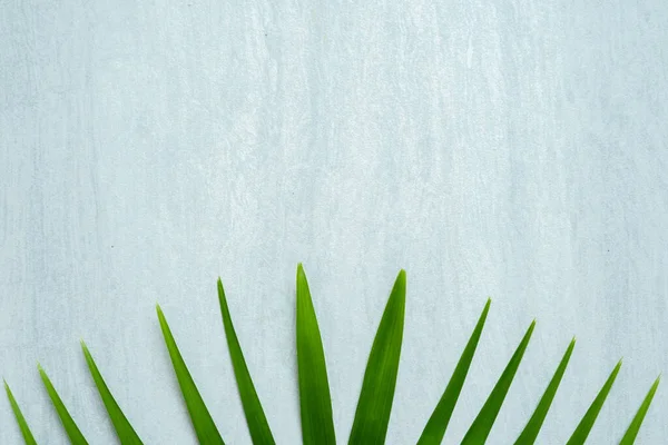 Zomerse Achtergrond Met Groene Palmbladeren — Stockfoto
