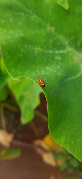 Small Brown Beetle Green Leaf — Stock Photo, Image