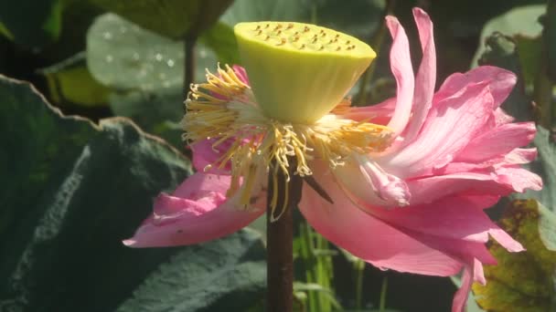 Hermoso Loto Floreciente Creciendo Estanque Día Verano — Vídeos de Stock