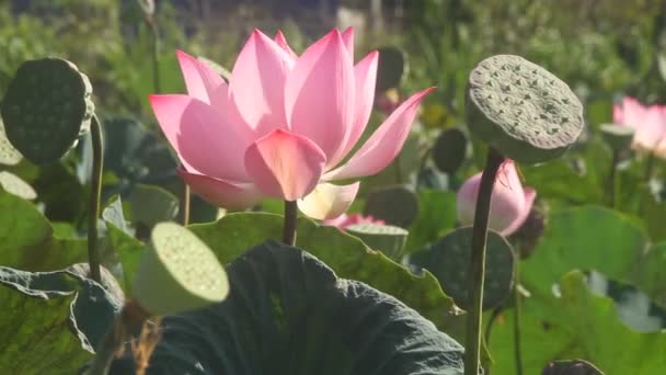 Beautiful Blooming Lotuses Growing Pond Summer Day — Stock Video