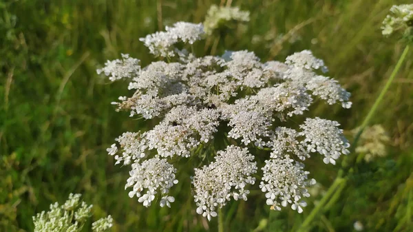 Białe Pole Kwiaty Rozmazaną Trawą Tle — Zdjęcie stockowe