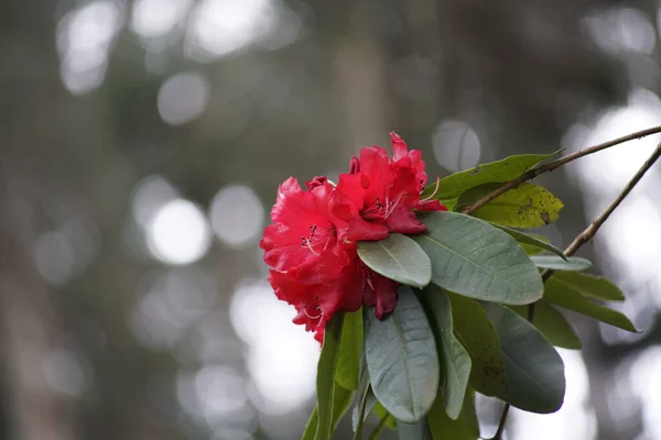 Zbliżenie Ujęcie Czerwonego Rhododendron Arboreum Kwiat — Zdjęcie stockowe