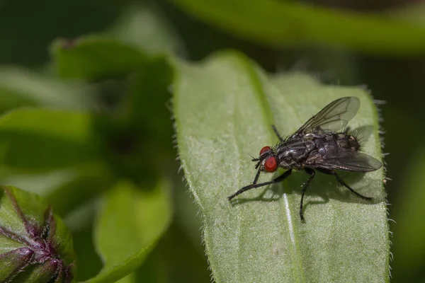 Una Pequeña Mosca Sobre Una Hoja Verde —  Fotos de Stock