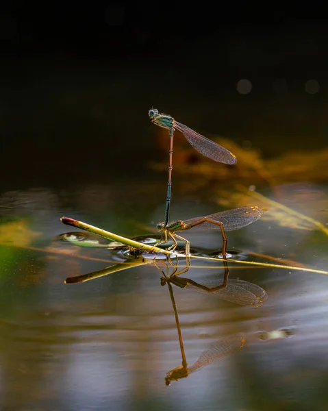 Macro Two Dragonflies Helping Each Other Two Catch Plants Water — Stock Photo, Image