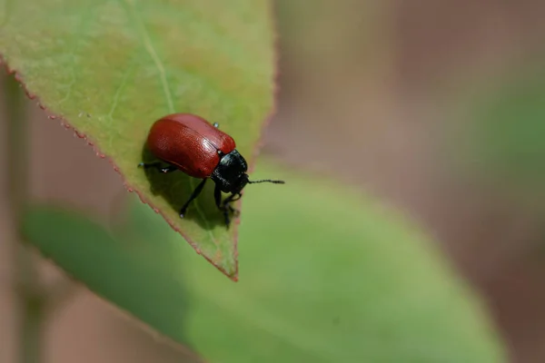 Een Close Van Populier Bladkever Een Groen Blad — Stockfoto