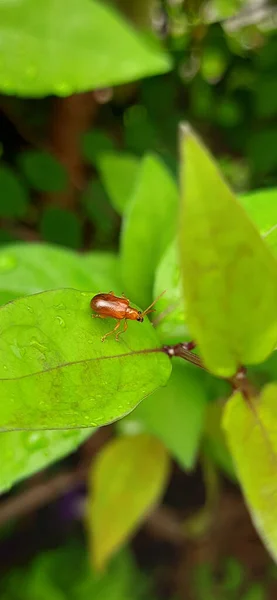 Pequeño Escarabajo Marrón Sobre Una Hoja Verde — Foto de Stock