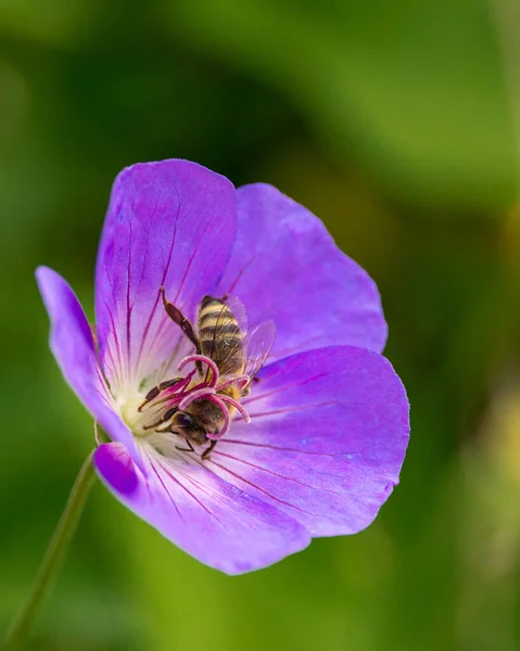 Eine Nahaufnahme Einer Biene Auf Einer Lila Holz Kranichschnabel Blume — Stockfoto