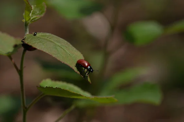 Primer Plano Del Escarabajo Hoja Álamo Sobre Una Hoja Verde — Foto de Stock