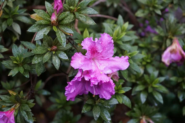 Tiro Close Flores Rododendro Rosa — Fotografia de Stock