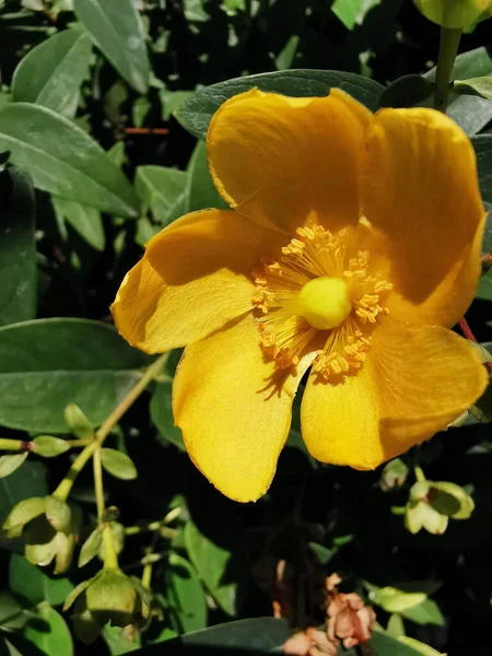 Tiro Vertical Hypericum Amarelo Vibrante Hidcote Dia Verão Brilhante Com — Fotografia de Stock