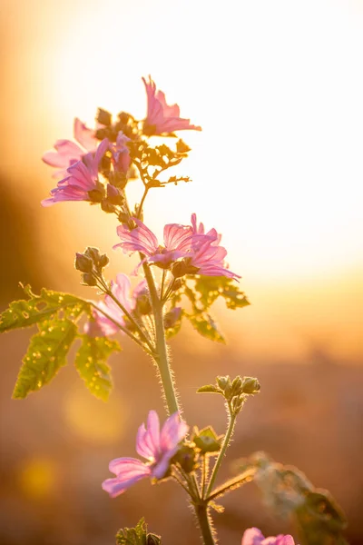 Detailní Záběr Krásné Lesní Sladový Květ Při Západu Slunce — Stock fotografie