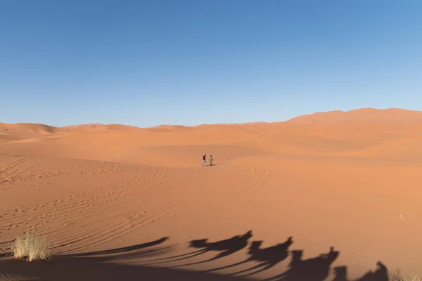 Beautiful Shot Sand Dunes Camel Shadows Sahara Desert Morocco — Stock Photo, Image