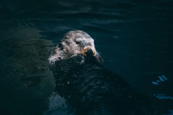 Een Schattige Zee Otter Duiken Een Zee — Stockfoto