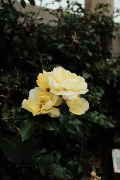 Close Seletivo Rosas Amarelas Jardim — Fotografia de Stock