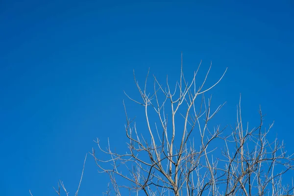 Ett Dött Träd Grenar Sig Mot Den Blå Himlen — Stockfoto