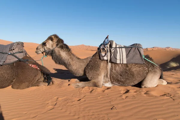 Paio Cammelli Appoggiati Sulla Sabbia Nel Deserto Del Sahara — Foto Stock
