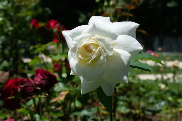 美丽的玫瑰在花园里绽放 — 图库照片