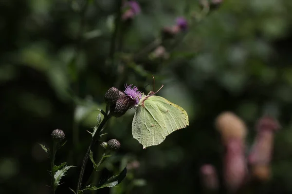 Tiro Close Uma Borboleta Empoleirada Uma Flor Fundo Borrado — Fotografia de Stock