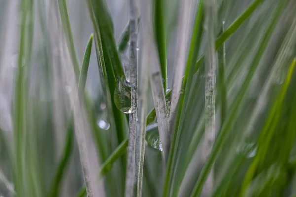 Ein Schuss Gras Aus Nächster Nähe Nach Dem Regen — Stockfoto