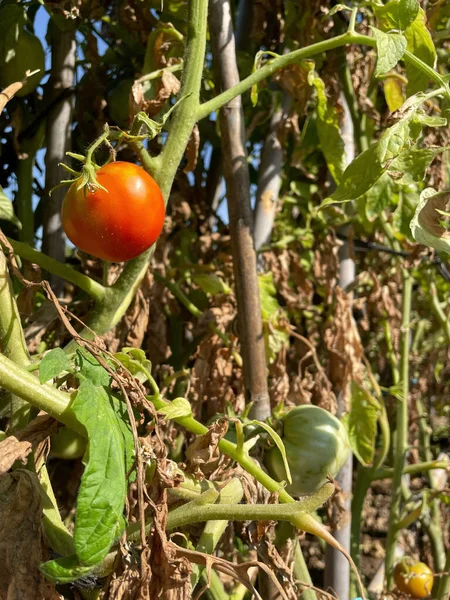 Bahçedeki Domates Meyvelerinin Seçici Odak Noktası — Stok fotoğraf