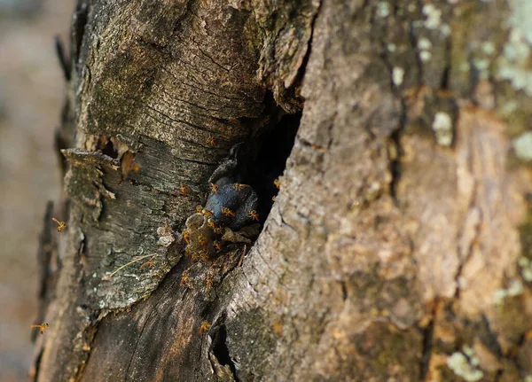 Primer Plano Tronco Árbol Con Pequeños Insectos Naranjas Caminando Sobre — Foto de Stock