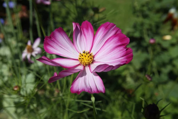 Primo Piano Fiore Del Cosmo Uno Sfondo Sfocato — Foto Stock