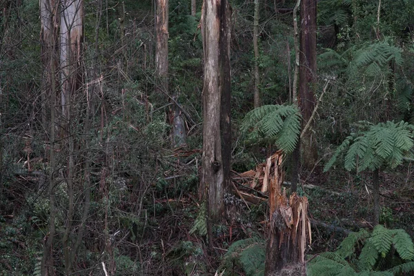 Árbol Cortado Rodeado Helechos Bosque — Foto de Stock